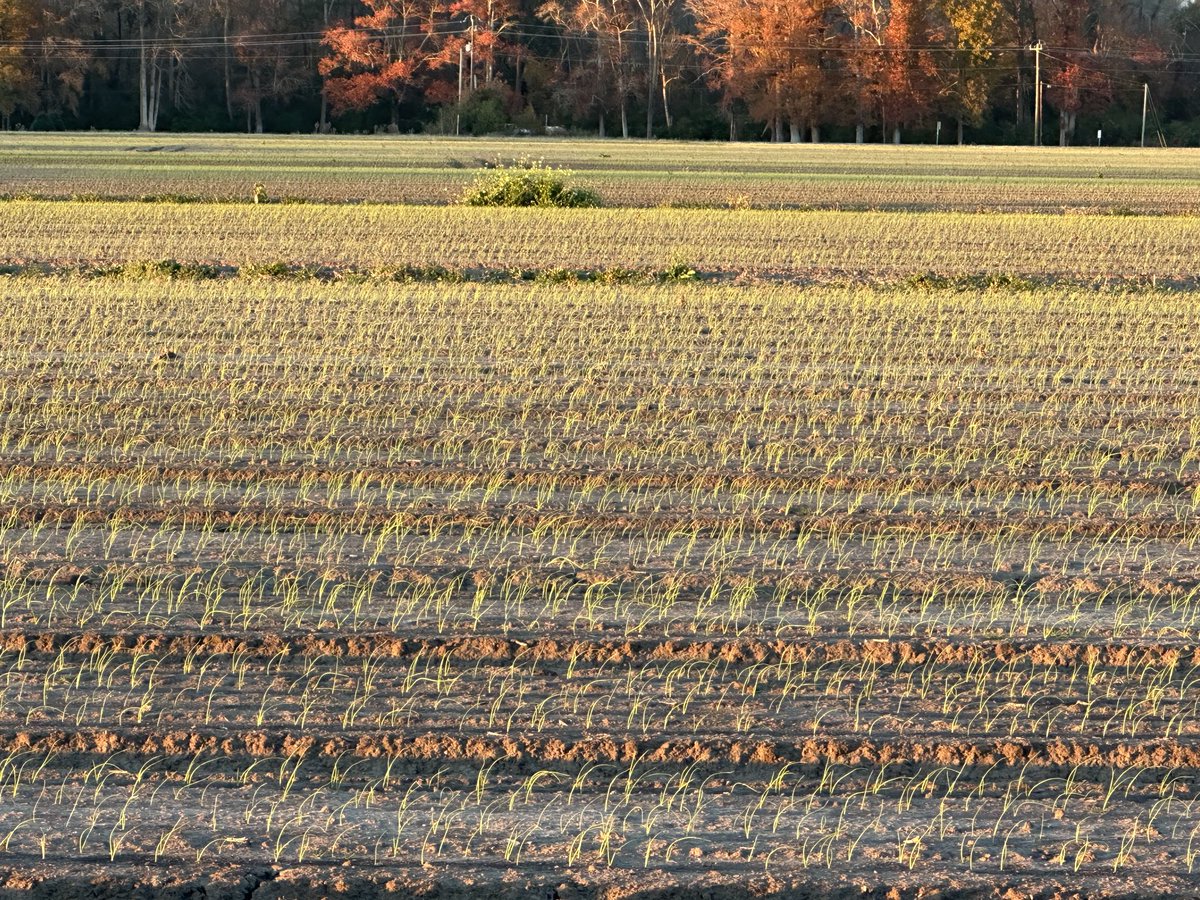 Flatlandag's tweet photo. Onion babies growing up! #nconions ⁦@LMCompanies⁩ https://t.co/VfHWkmi2q4