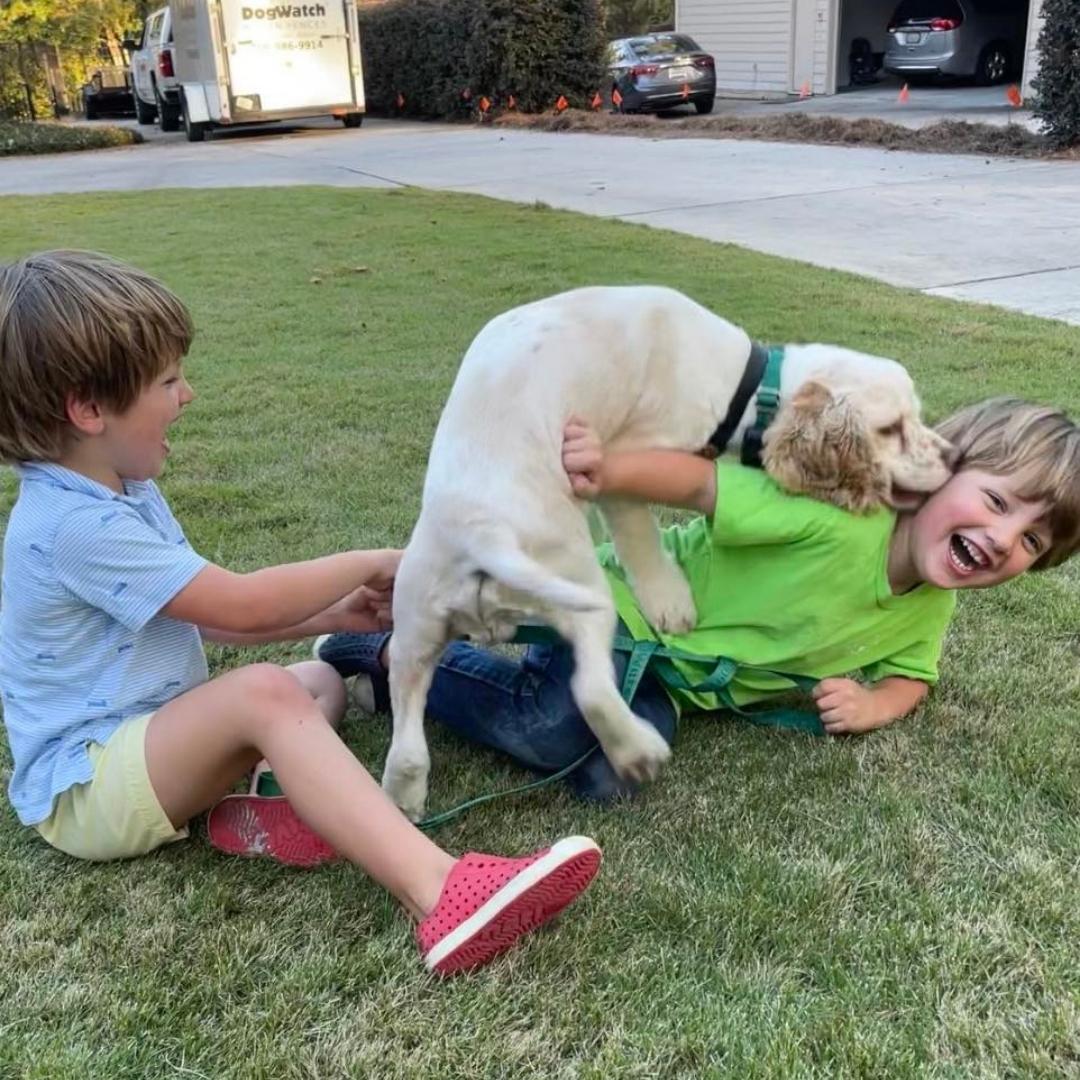 How Much Is A Dog Watch Fence