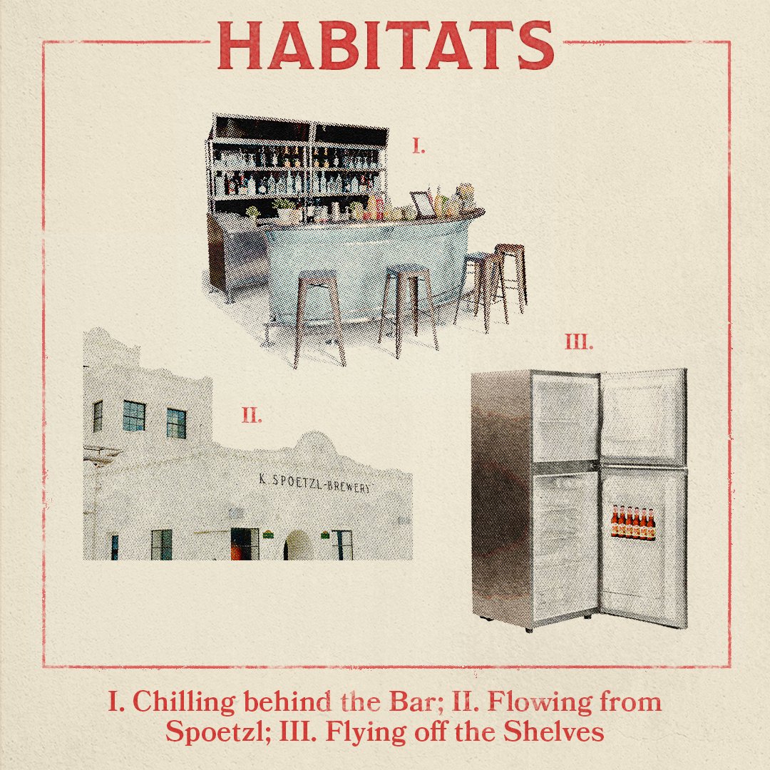 ShinerBeer's tweet image. Learn all about the elusive Ruby Redbird with this handy field guide! #ShinerBeer #RubyRedbird