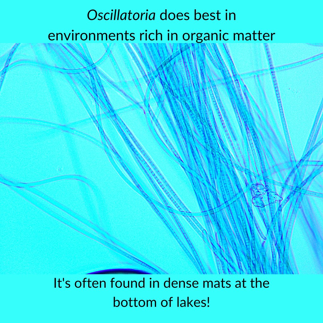 Community Science Institute tweet media