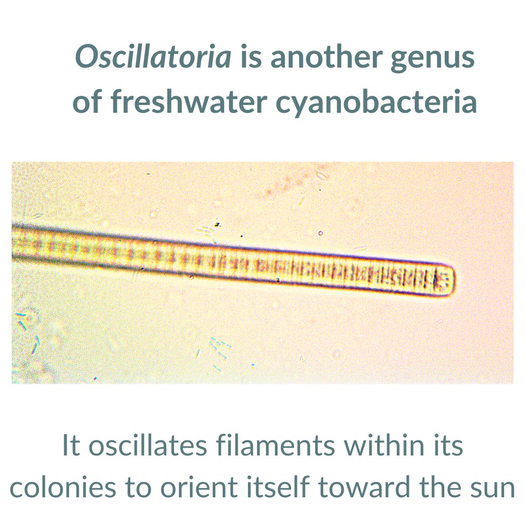 Community Science Institute tweet media