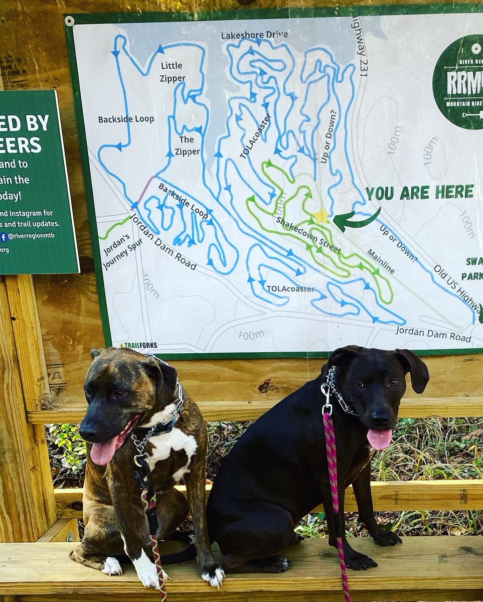poetinpinkshoes's tweet photo. Our annual #BlackFriday #OptOutside got rained out so we hit the trails #CuberMonday instead. These dogs (and I) love being in the woods. https://t.co/b35pRvWgt3