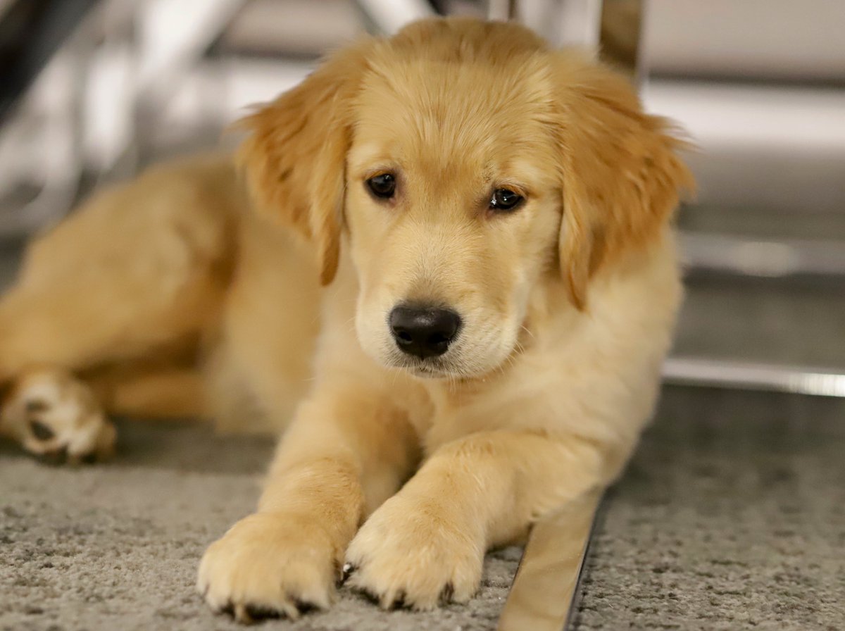 phil_topping's tweet photo. Meet Blossom, the new addition to our family #GoldenRetrievers #puppy #goldenretriever https://t.co/7oVnrhaIJm