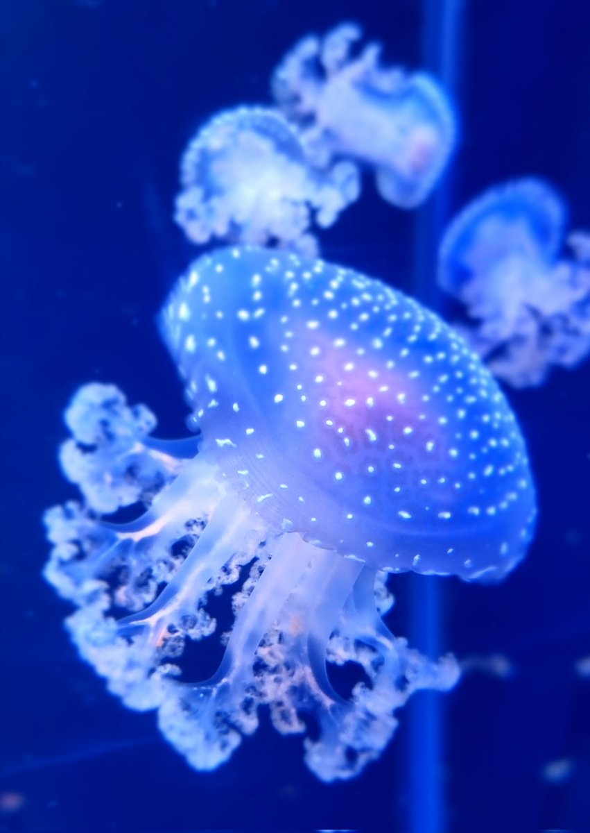 Si vous aimez la lumière fluorescente et la chirurgie, ne loupez pas le 8 et 9 Decembre 👉invivox.com/en/training/de…
<a href="/isfgs/">ISFGS</a> <a href="/APHP/">Assistance Publique – Hôpitaux de Paris (AP-HP)</a> <a href="/institut_curie/">Institut Curie</a> <a href="/GustaveRoussy/">Gustave Roussy</a> <a href="/hpb_so/">SoMe4HPB</a> <a href="/lachbt/">ACHBT</a> <a href="/TeamSurgery247/">TeamSurgery</a> <a href="/info_sfcd_achbt/">SFCD-ACHBT</a> <a href="/CNJChirurgiens/">ConseilNationaldesJeunesChirurgiens</a> <a href="/AssoFrChirurgie/">AssoFrChirurgie</a> <a href="/FRENCH_Surgery/">FRENCH (Fédération de Recherche EN Chirurgie)</a>
<a href="/FRENCH_Surgery/">FRENCH (Fédération de Recherche EN Chirurgie)</a>