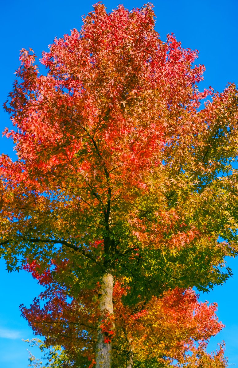 MrOfColorsPhotography tweet media