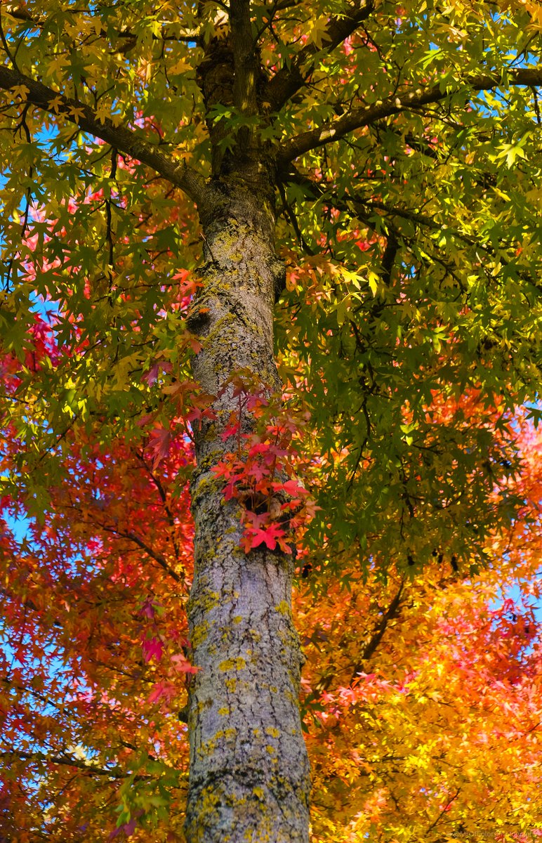MrOfColorsPhotography tweet media
