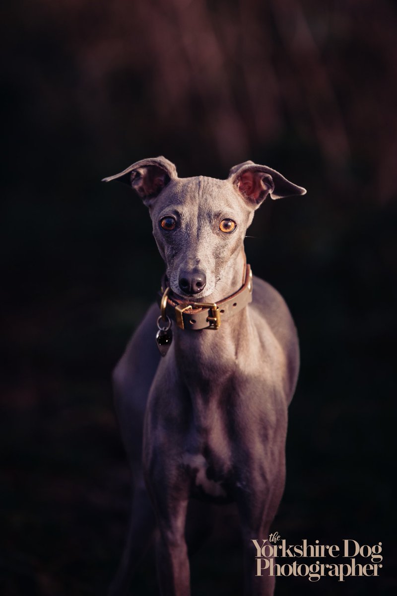 Beautiful Willow in the Autumn light ✨ #yorkshire #photographer #theyorkshiredogphotographer #yorkshiredogphotographer