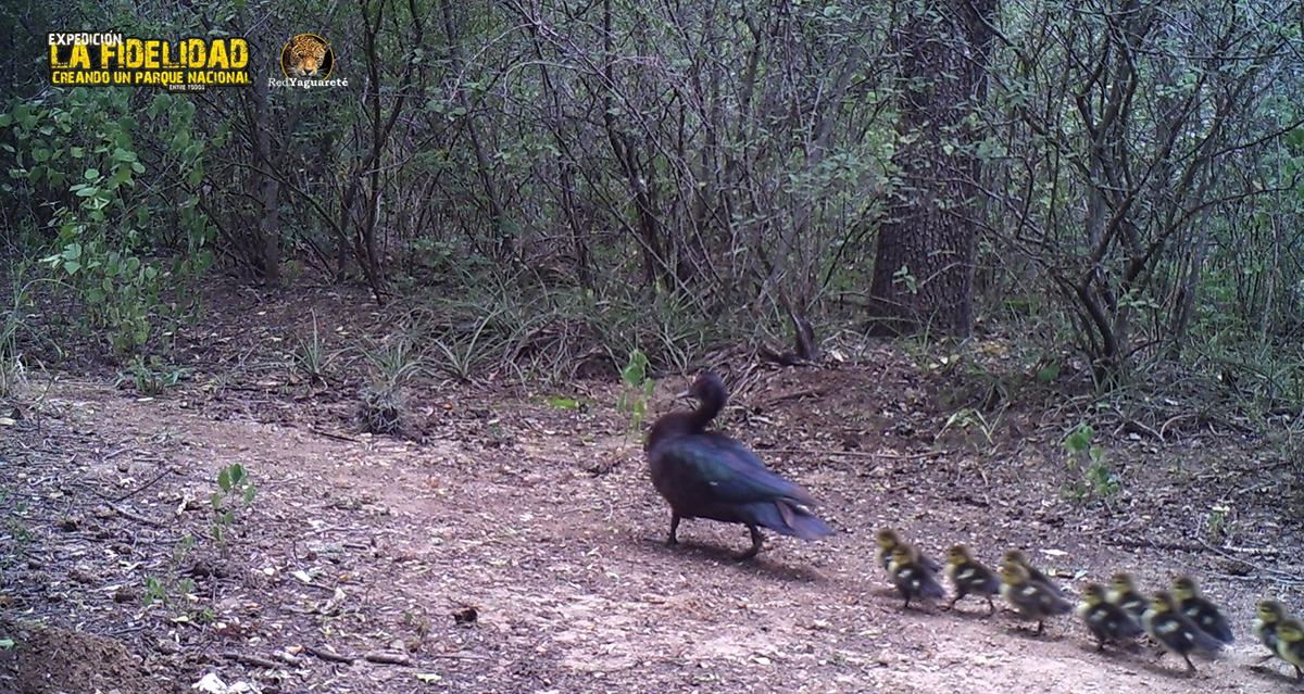 RedYaguarete's tweet photo. El PATO REAL (#Cairina #moschata), muy conocido en ambientes rurales por su variedad domesticada (Cairina moschata domestica) llamada Pato Criollo o Pato casero, encuentra en el PN El Impenetrable un sitio seguro https://t.co/N0PxNcAxun
