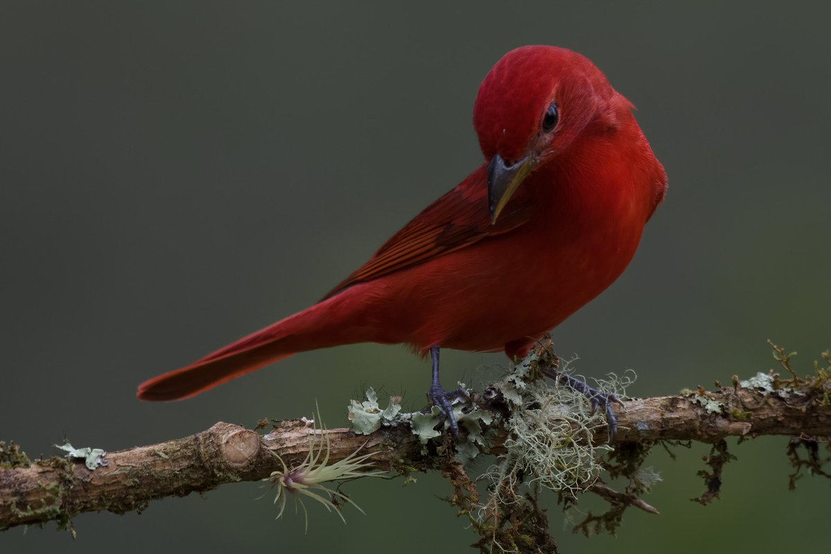 Piranga roja. Colores para esta noche fría. En Colombia.