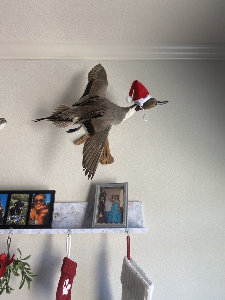 KayBry98's tweet photo. I think the Christmas duck really pulls it all together🎄 https://t.co/mZz6xiy5C8