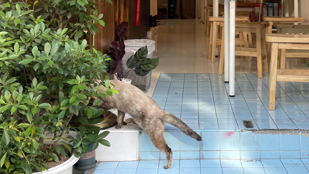 madaisyy__'s tweet photo. 🐈‍⬛ hi stranger. https://t.co/Bj4RzqvkI2