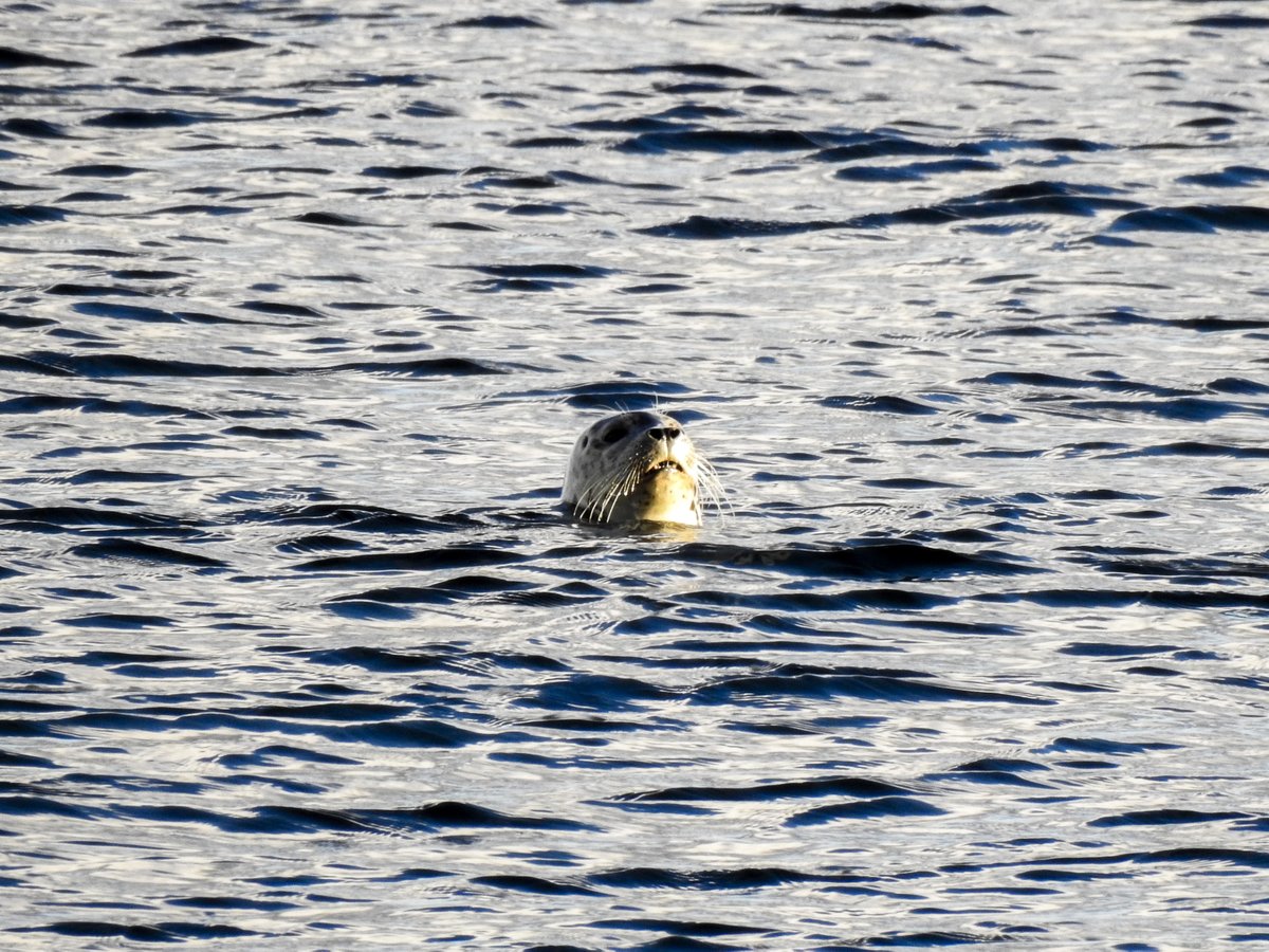 akradishboffo's tweet photo. Feels good to walk around #NeckPoint and #PipersLagoon again.  Living in the Rockies was fun but I missed #Nanaimo and #VancouverIsland 🙃 #HarlequinDuck #RedbreastedSapsucker #Killdeer #HarbourSeal https://t.co/uqnve3Kdqt