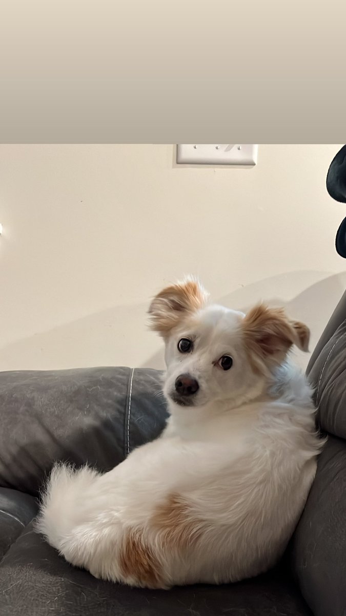 laurenellen tweet media