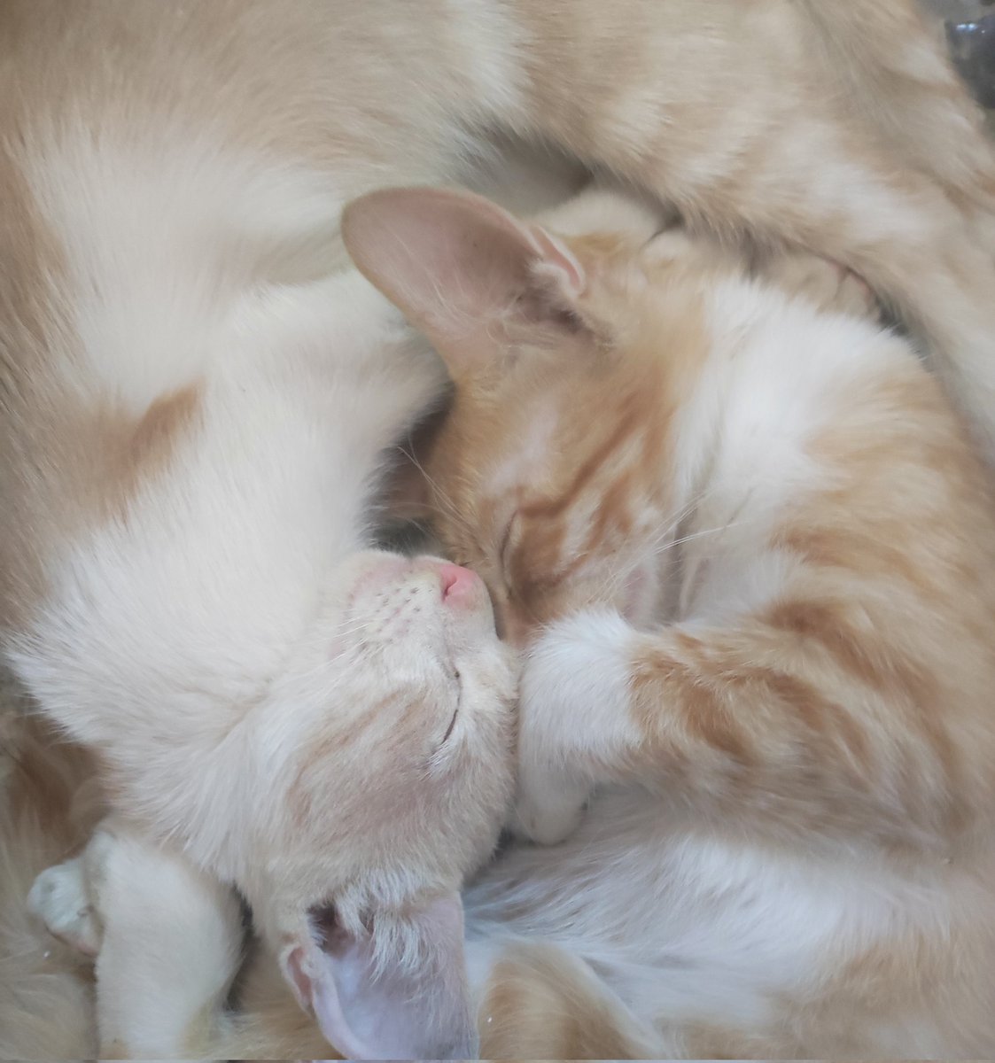 cozywonspot's tweet photo. @Vox_Akuma instead, take this, these are mine. https://t.co/aIJuyfyp7m