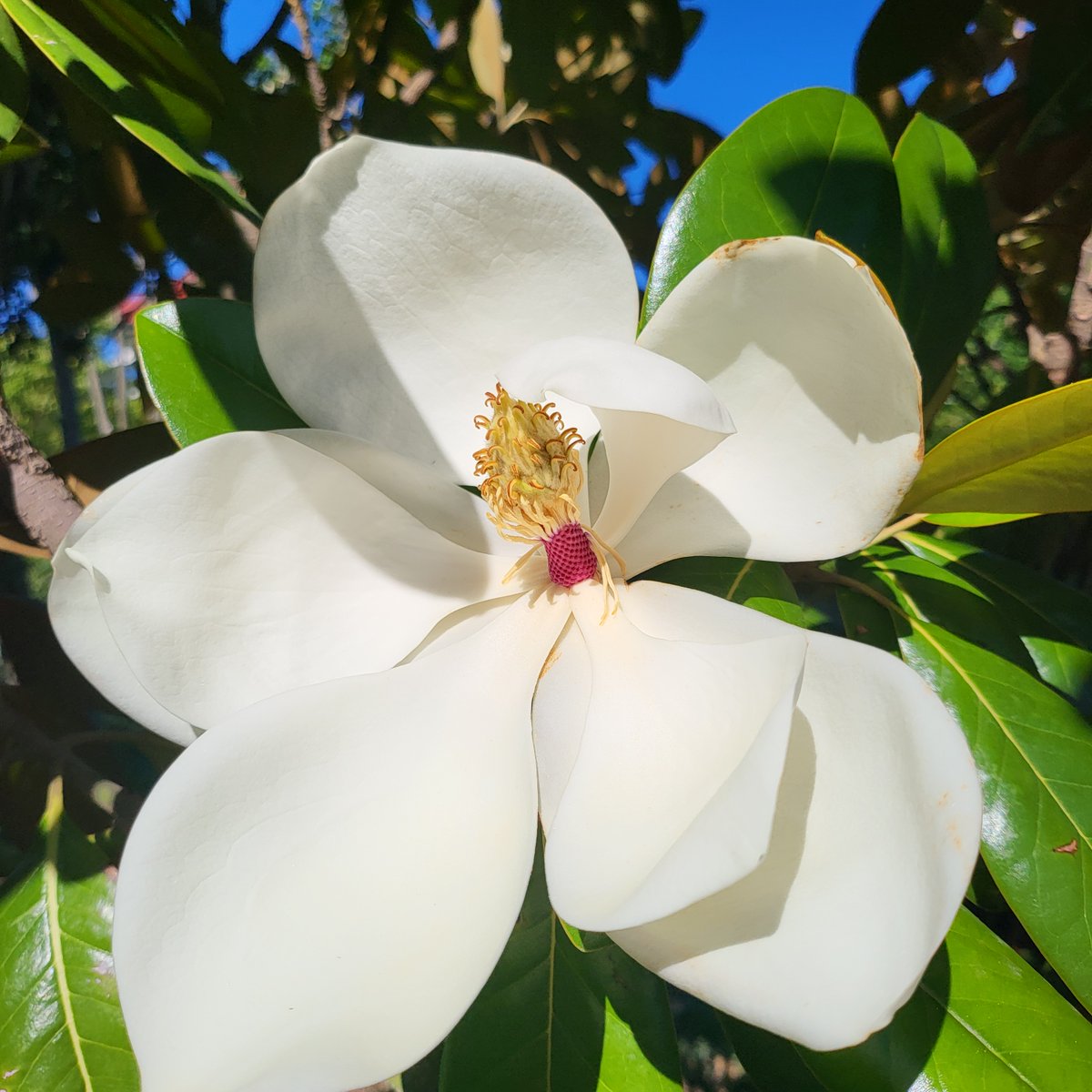 hami NFT tweet media