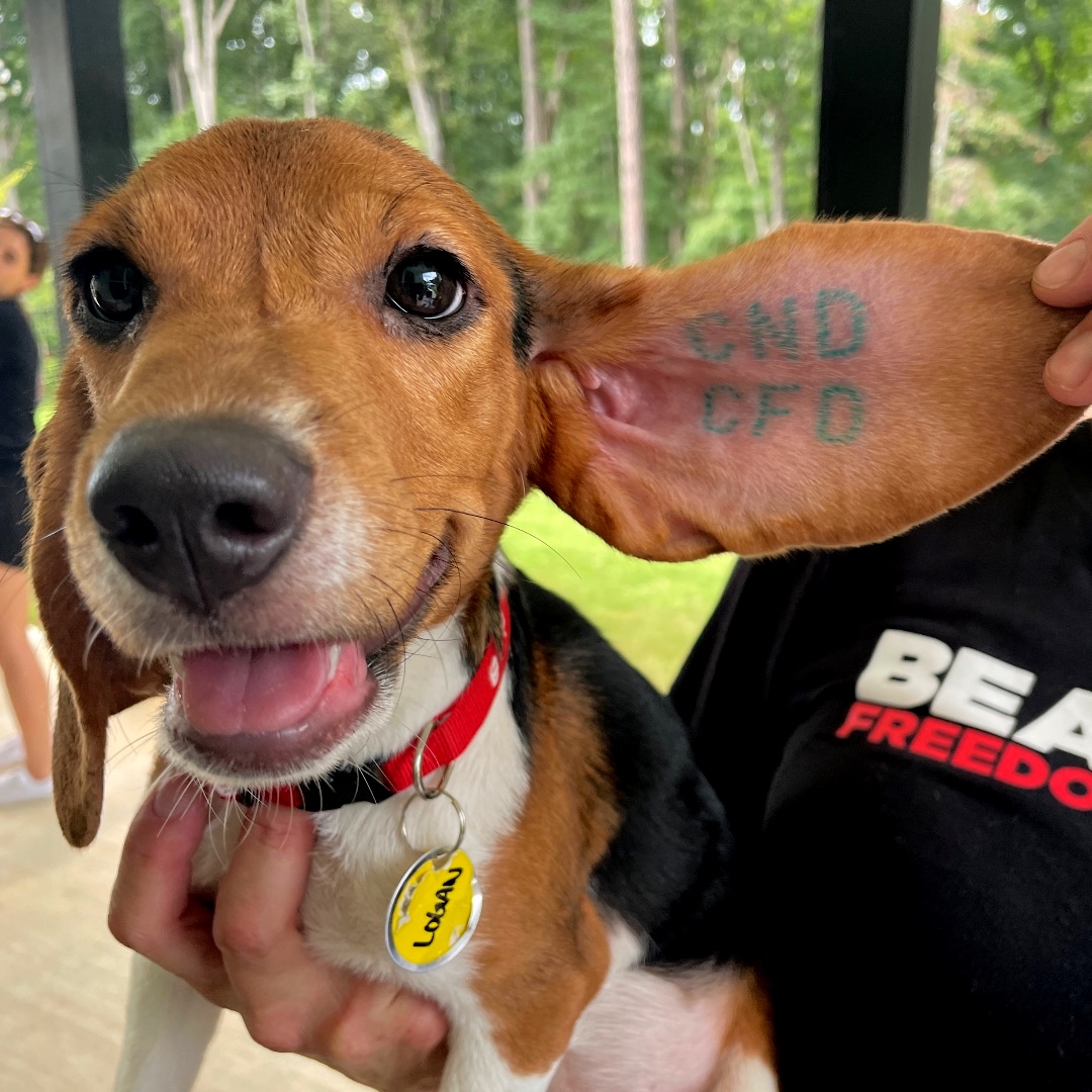 The velvety soft ears of a beagle were made for kisses, not tattoos. 

Tomorrow is Giving Tuesday. Please consider giving to Beagle Freedom Project so that we may continue our mission of saving animals from the unnecessary horrors of animal testing.