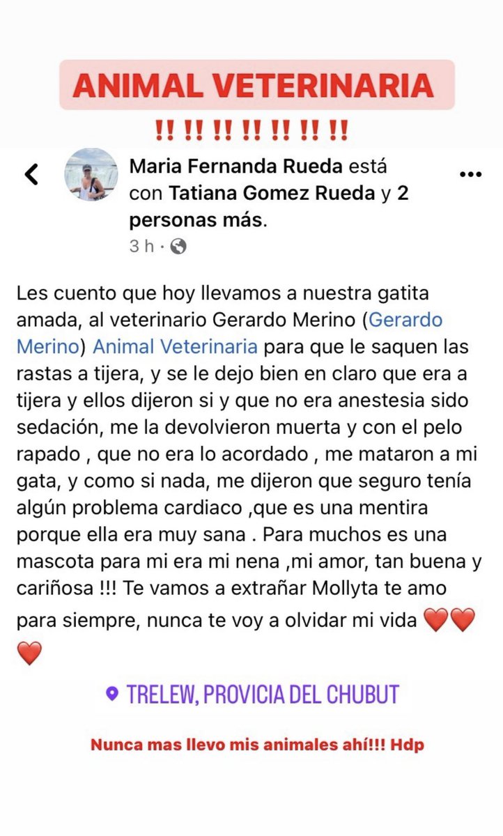 moregomezrueda's tweet photo. En ningún momento se acordó pelar y dormir a Molly, no nos hicieron firmar un consentimiento para el procedimiento, tampoco nos pidieron análisis previos para ver si estaba apta, la mataron. Difundan para que no le pase a nadie más. Veterinaria Animal de @gerardomerinotw Trelew https://t.co/1mlySljffq