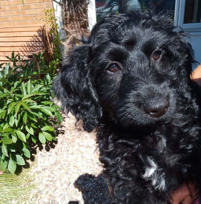 MistFaith's tweet image. New Addition ♥️