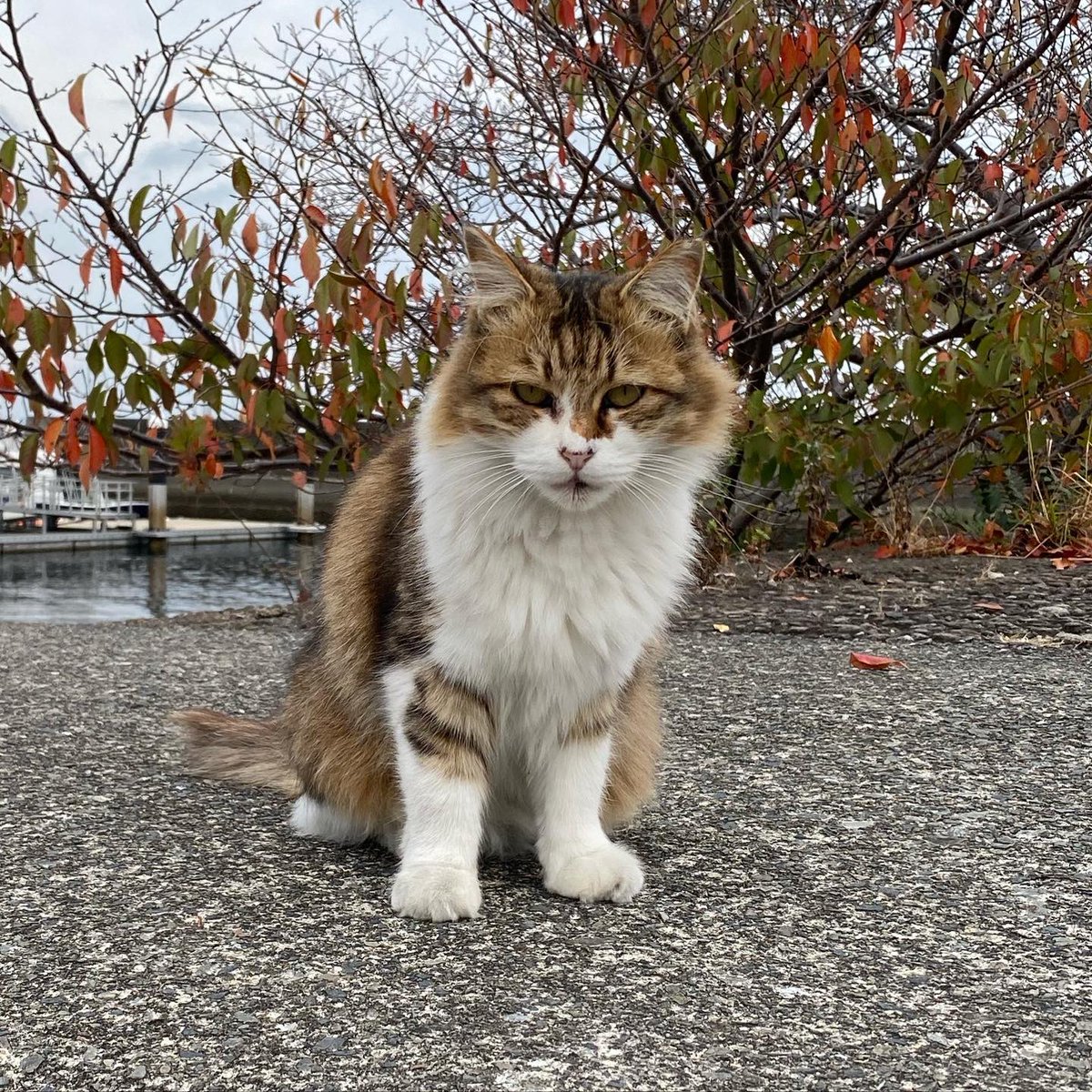 ayayacco's tweet photo. 別府の猫たち https://t.co/BC1sZJbLVv