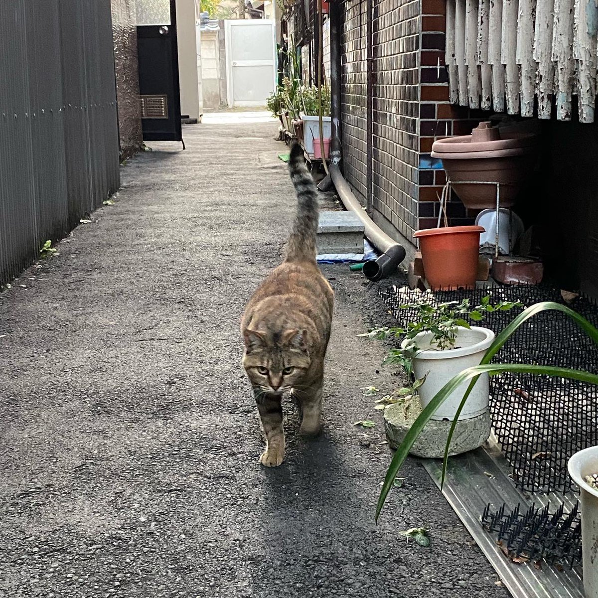 ayayacco's tweet photo. 別府の猫たち https://t.co/BC1sZJbLVv