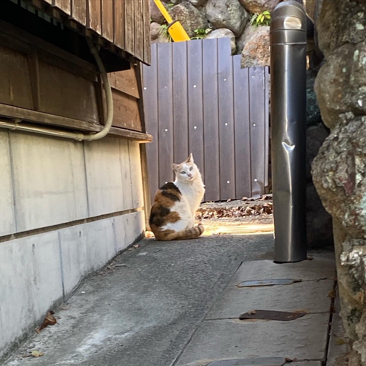 ayayacco's tweet photo. 別府の猫たち2 https://t.co/vSkAcYHthq