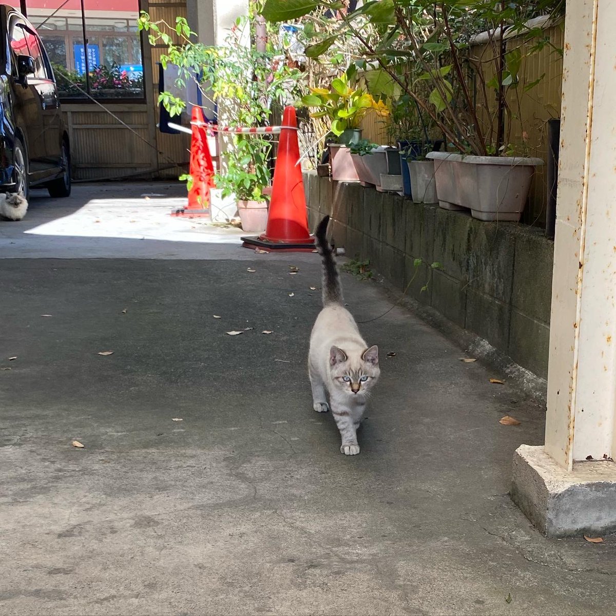 ayayacco's tweet photo. 別府の猫たち2 https://t.co/vSkAcYHthq