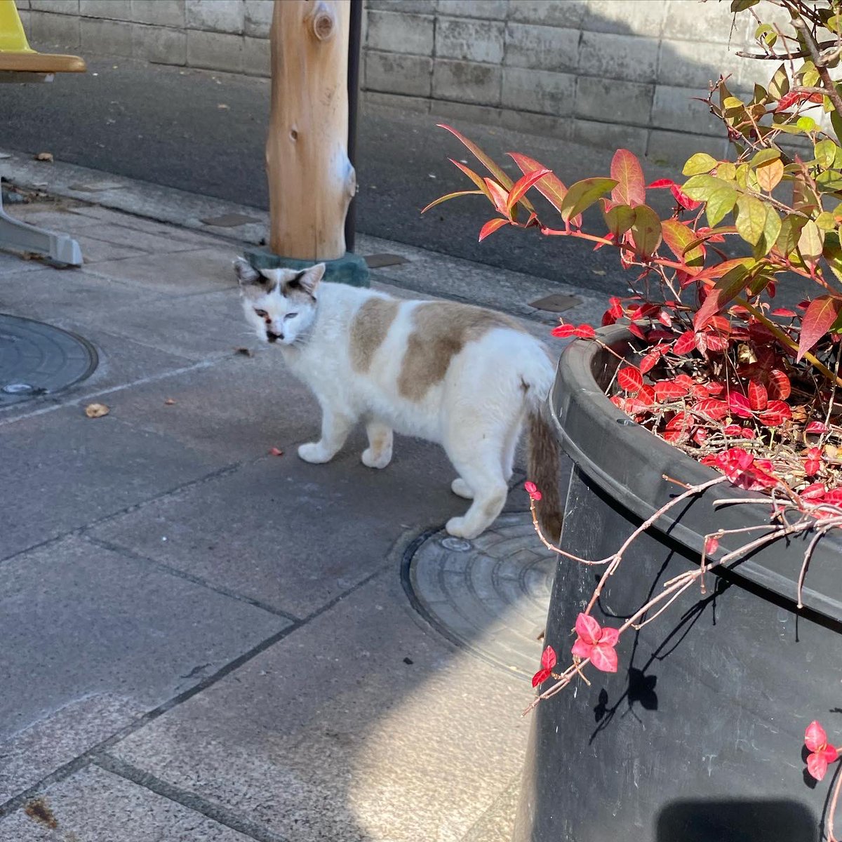 ayayacco's tweet photo. 別府の猫たち2 https://t.co/vSkAcYHthq