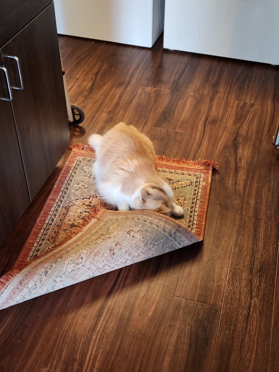 bestcatdad's tweet photo. rug smells funny https://t.co/tr3MQttCBx