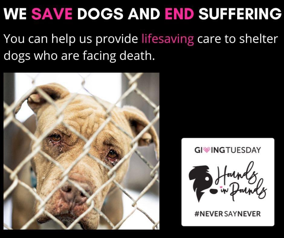 HoundsInPounds's tweet photo. Tomorrow is Giving Tuesday, the annual worldwide day of giving and kindness.  Because of the support and kindness of this community, we have helped thousands of dogs on death row.👇 https://t.co/Tva0CBHFCP