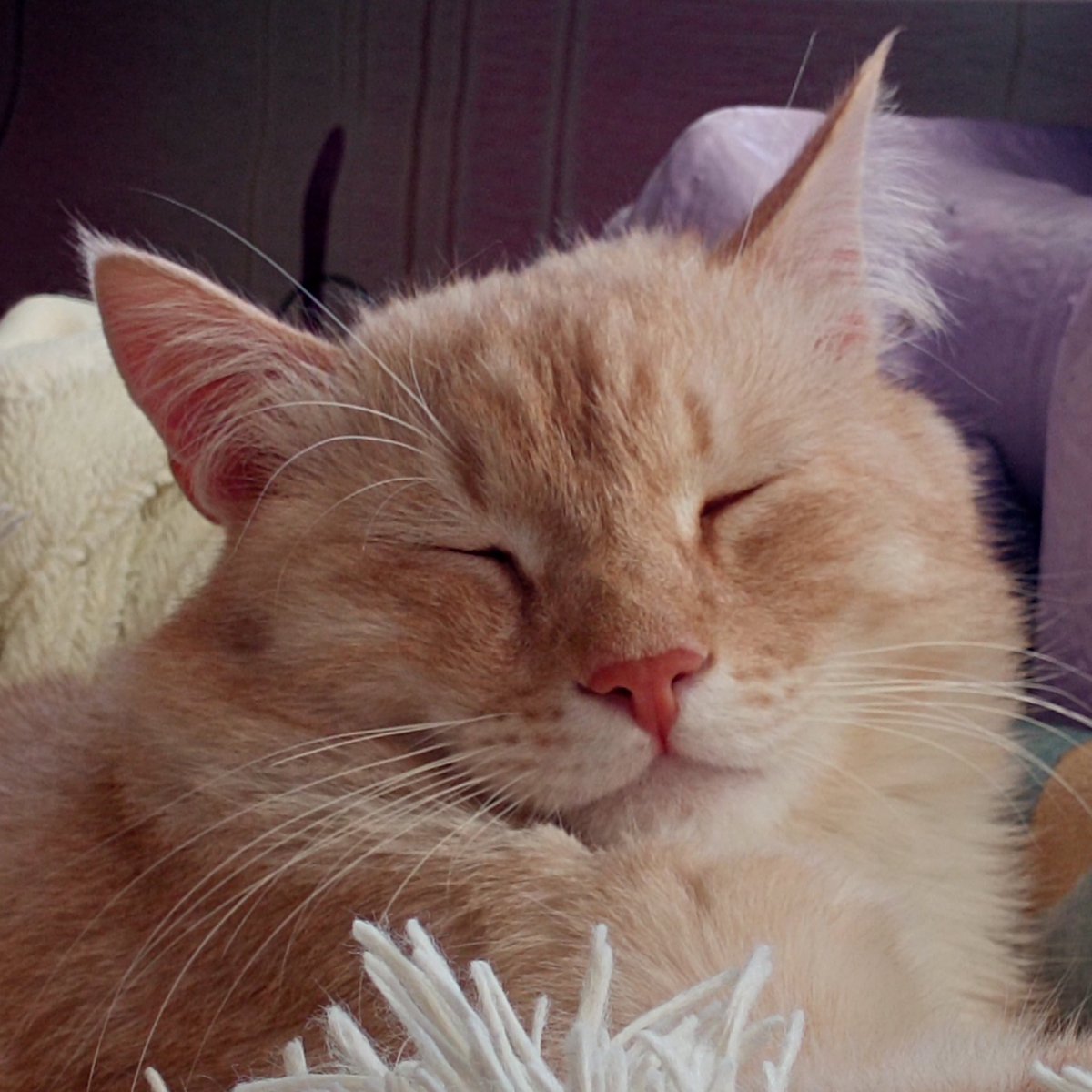 marmoolyy's tweet photo. @literallymecats https://t.co/WWVLrabhSb