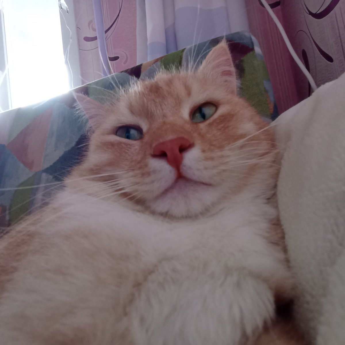 marmoolyy's tweet photo. @literallymecats https://t.co/WWVLrabhSb