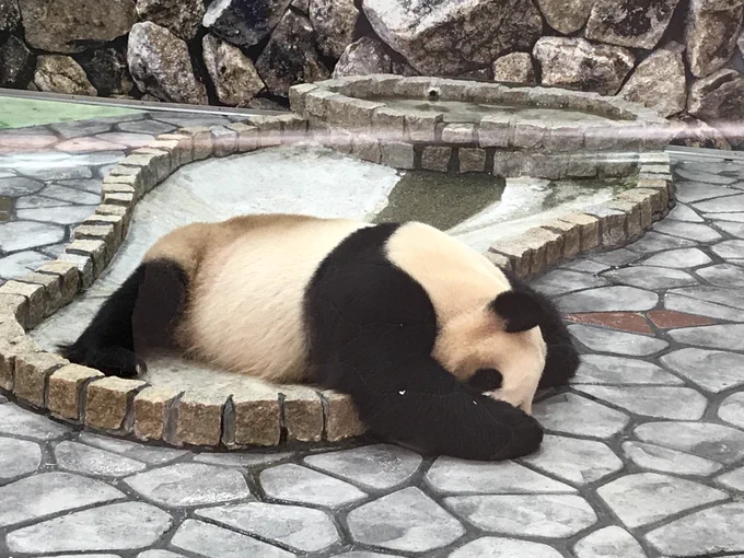 だめだ眠ーい 