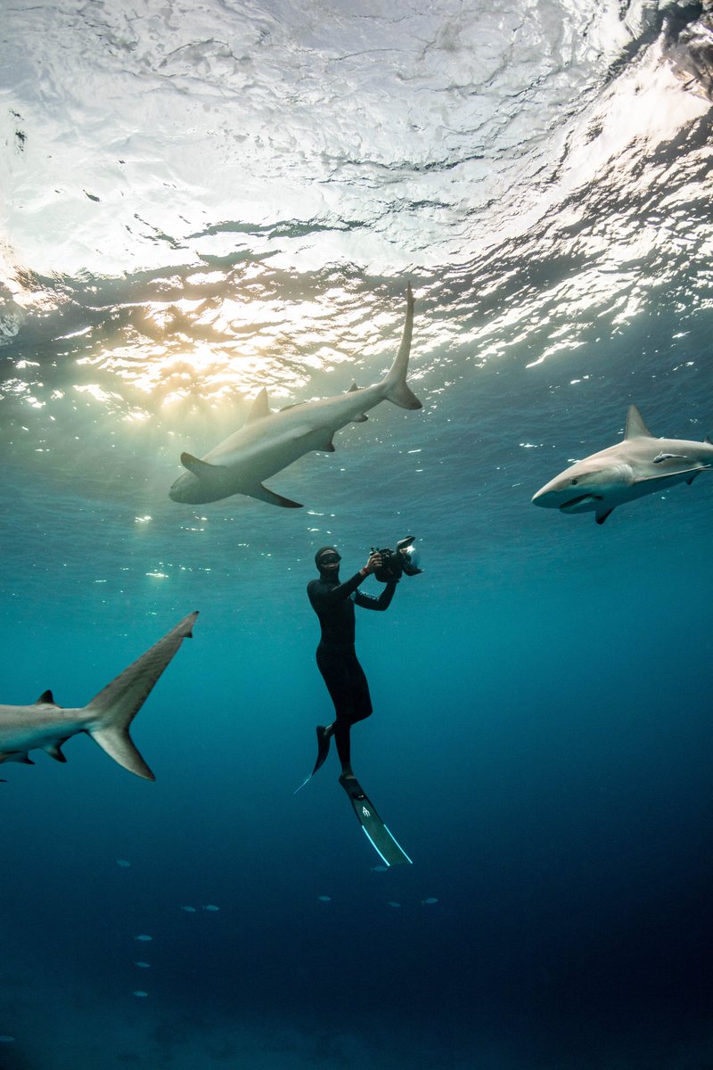 André Musgrove | Underwater tweet media