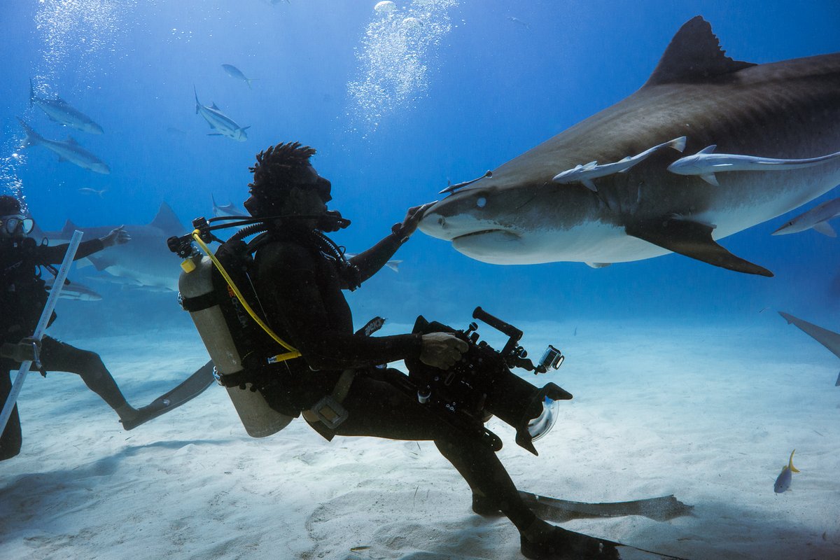 André Musgrove | Underwater tweet media