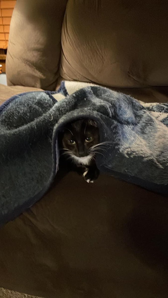 Snoopy. The only one who LOVES blankets. #CatsOfTwitter #cats #catsofinstagram