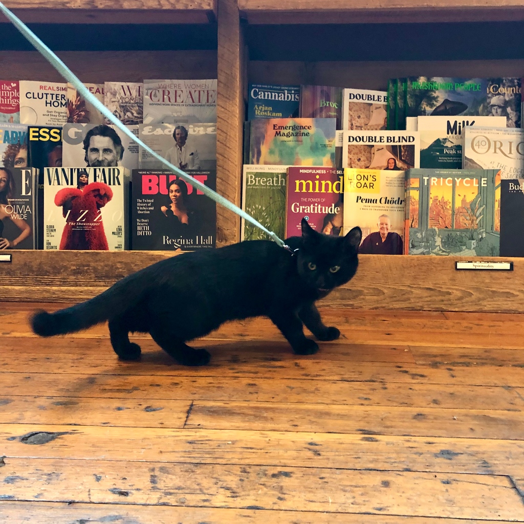 ElliottBayBooks's tweet photo. Even though we only keep dog treats at the register, we don't only love dogs. Moon slunk around the store and right into our hearts. 😻
#CatsOfEBBCO #SlinkyKitties #CatsLoveMagazines https://t.co/mjhjUjwKzG