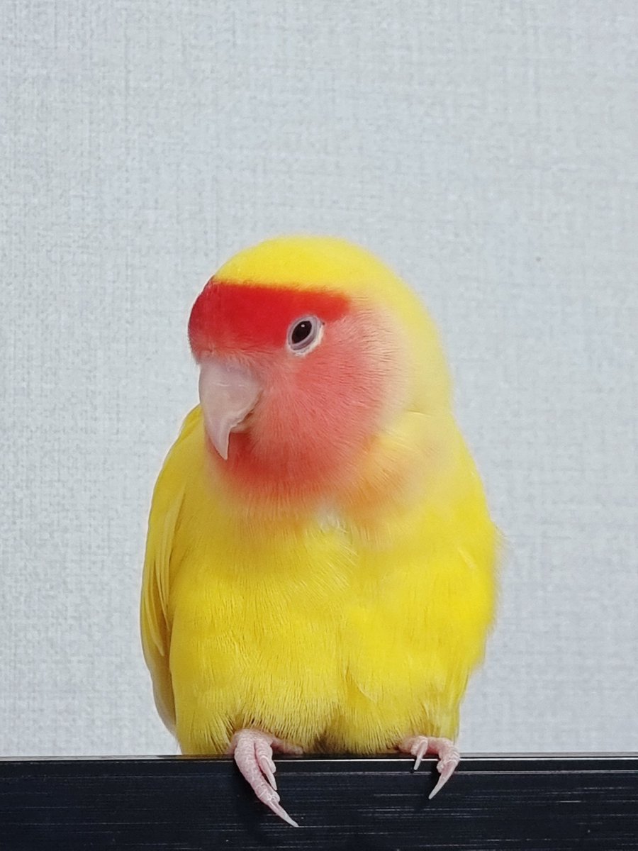 Testing_1129's tweet photo. [RT부탁드려요]

29일 새벽3시 부천 괴안동(역곡역)에서 앵무새를 잃어버렸습니다. 모란앵무 암컷 골든체리입니다.
겁이 많아 방어성 입질이 있으며 손에 잡히면 물 수 있습니다. 낯선 사람이 다가가면 날아서 도망칠 확률이 커요. 발견시 DM혹은 전단지의 번호로 제보 부탁드리겠습니다. https://t.co/tOh2E6AhNu