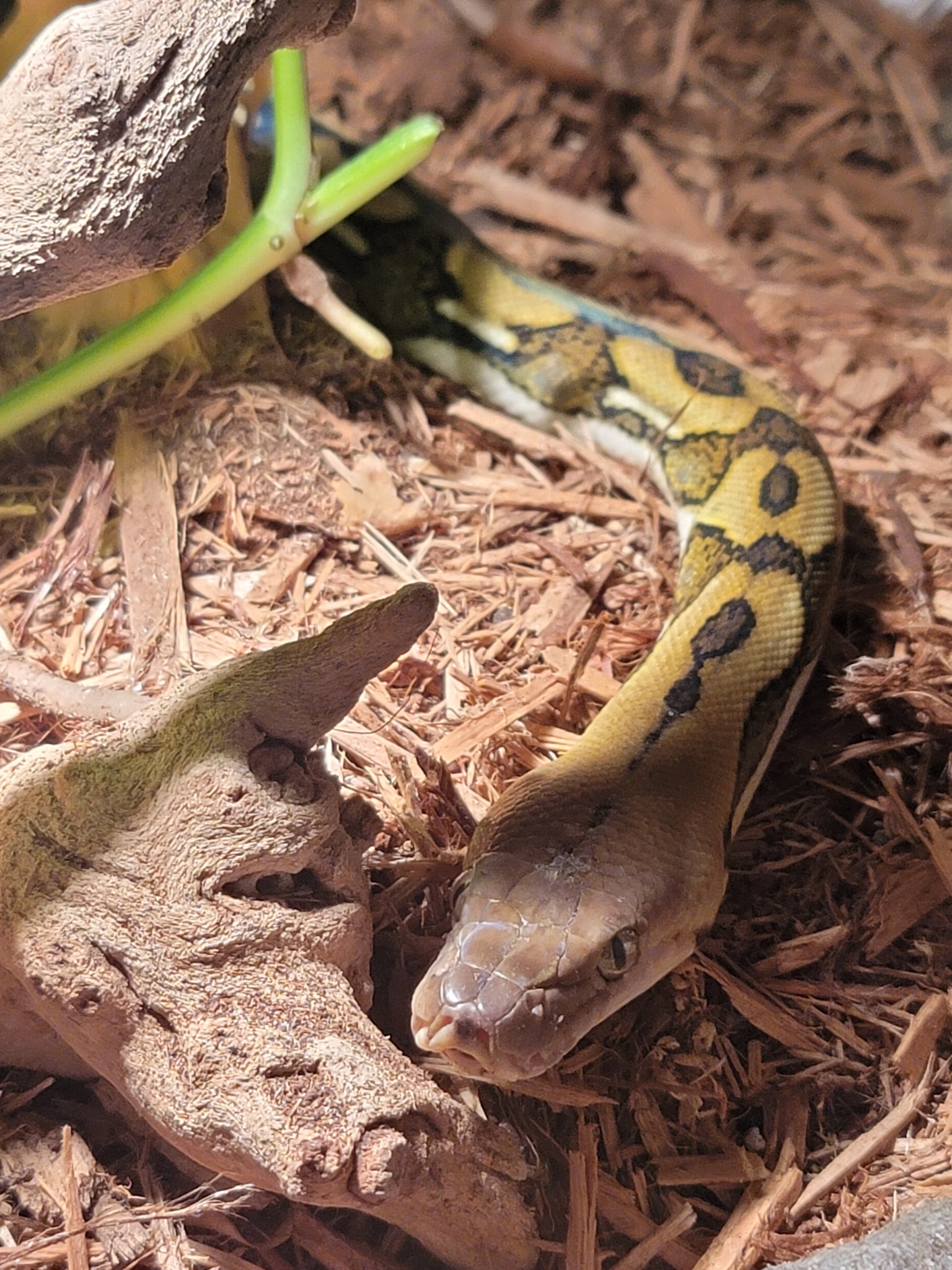 Sketch_and_Scale on Twitter: