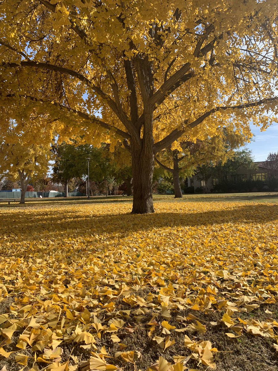 bonhialee's tweet photo. When you find the beauty of fall on the @Fresno_State campus. https://t.co/1iE3ZAKK71