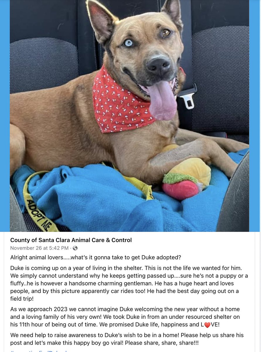 Furry Friends Rescue tweet media