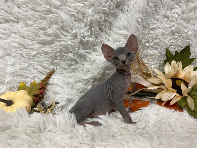 1 pic. getting a new kitty. y’all wanna help me pick a name? i cant decide. https://t.co/XXBsiYqw7j