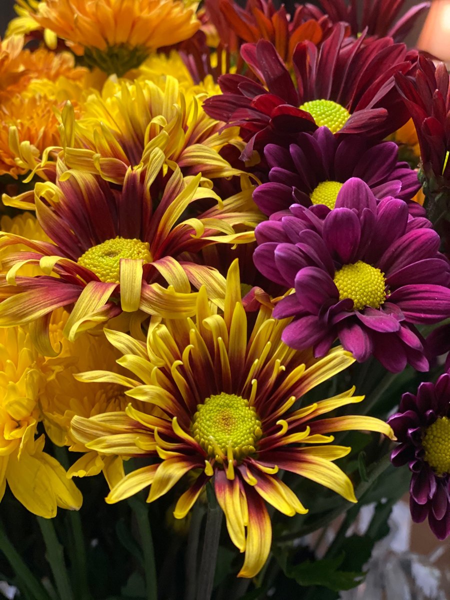 susanwritespnr's tweet photo. Loving these flowers for this week while I power through the last 5k for #NaNoWriMo
#writer #writerslife #amwriting #womanpower #livemoremagic #mums #purplemums #flowers #freshflowers #mondaythoughts #mondayinspiration #mondaymuse #grocerystoreflowers #grocerstoreflorist https://t.co/bi6FLkgRD8