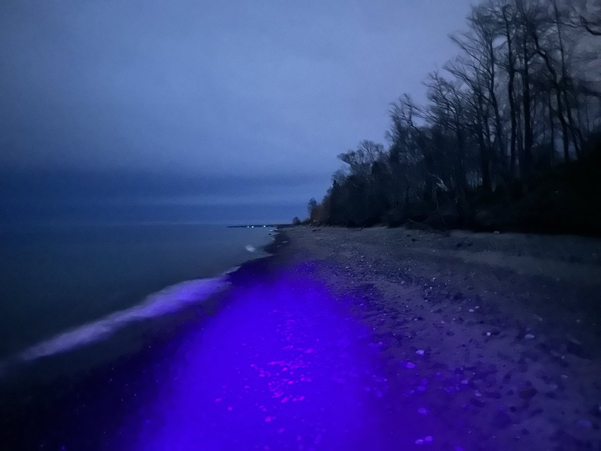 WELLO's tweet photo. Glowy, moody yooperlite hunting pics. 

Funny moment: I gasped and flinched during the last photo because the phone had flipped to selfie mode and I did *not* expect to see a terrifying face appear while leaning down to photograph a rock. 😅 🤳 👻 🪨 

#yooperlite #emberlite https://t.co/aZM016J6sv