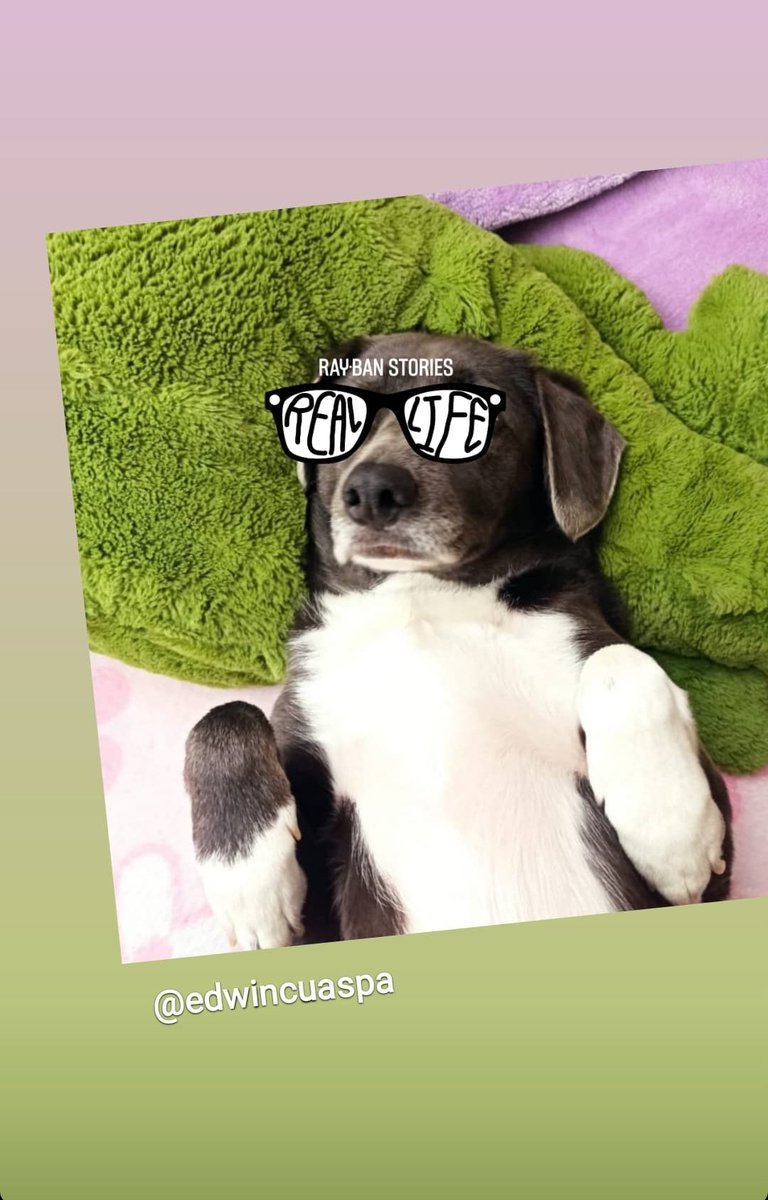 cuaspaedwin's tweet photo. #mascotas que te hacen feliz https://t.co/JOq4LnIDgY