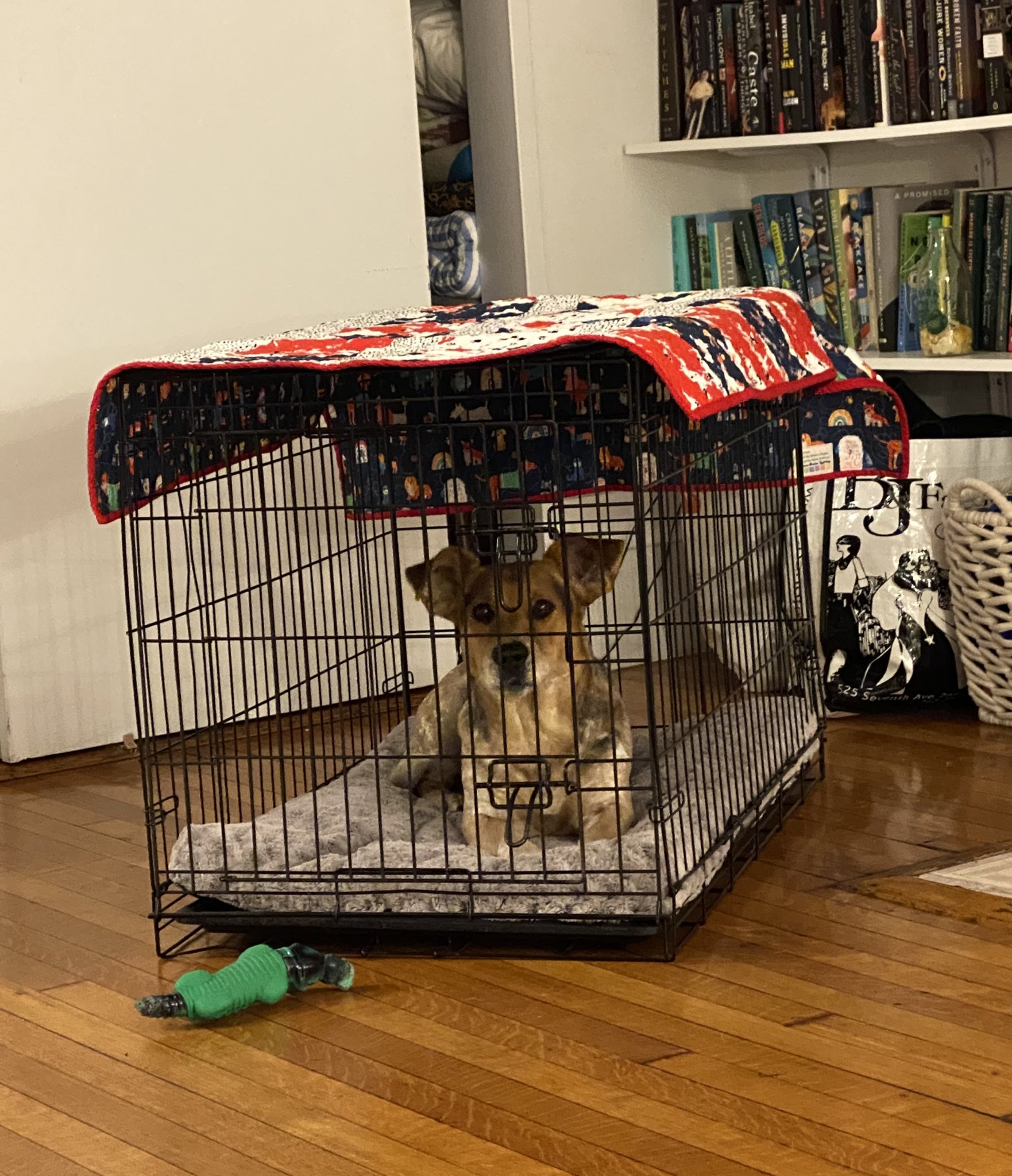 Sophie Vershbow on Twitter "Foster dog Colby Jack has arrived 🧀🎉 https