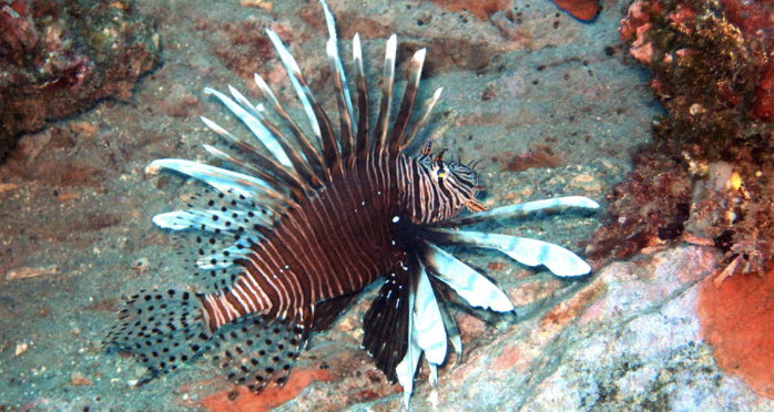 fishona7's tweet photo. Looking for a side hustle that rids Florida waters of a venomous #InvasiveSpecies? Try your hand at #LionfishHunting!This Australian species has infiltrated Caribbean waters, laying over 50,000 eggs every three days! Learn more: https://t.co/jBhoaX5zo2 @geoenv_nova #GEV4320 https://t.co/5fxJrd7kzh
