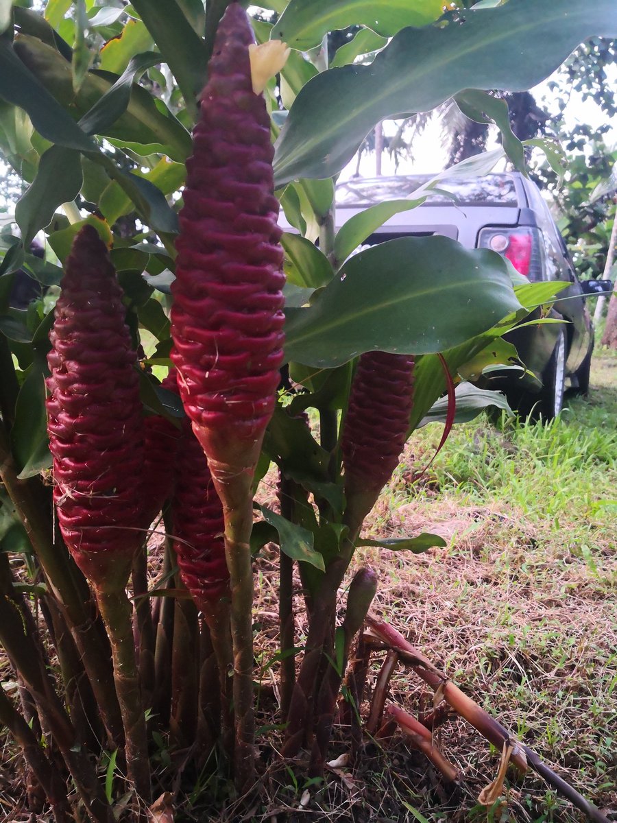 sambals69's tweet image. 