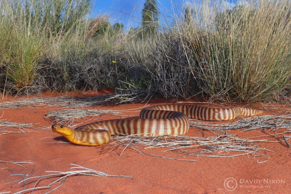 DavidNixon_'s tweet image. I’m UK-bound after another very successful Australia visit. Woma python (Aspidites ramseyi) was one of our target species. This specimen was found late afternoon in NT’s Sandy country #womapython #aspiditesramseyi #visitaustralia #herping #herpetology #aussieherping  #Outback