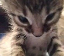 EmiAllard's tweet photo. @BLAKTWINS Eh https://t.co/6wHVpz753p