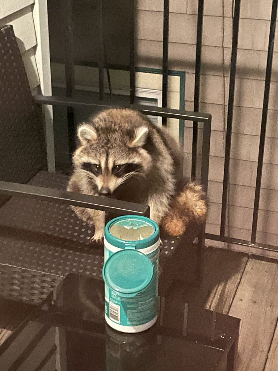 Yasmine Raddassi 🇲🇦🇲🇦🇲🇦 (ياسمين) tweet media